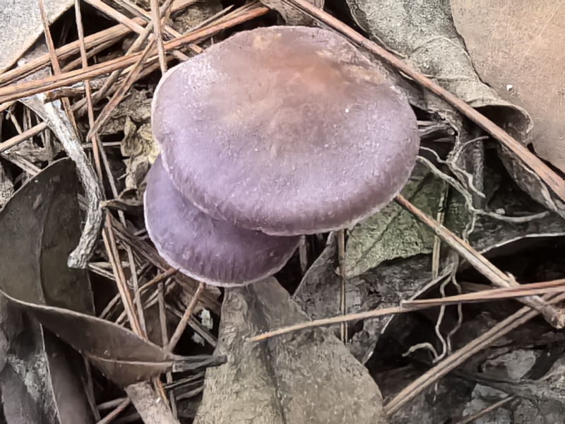 丝膜菌属