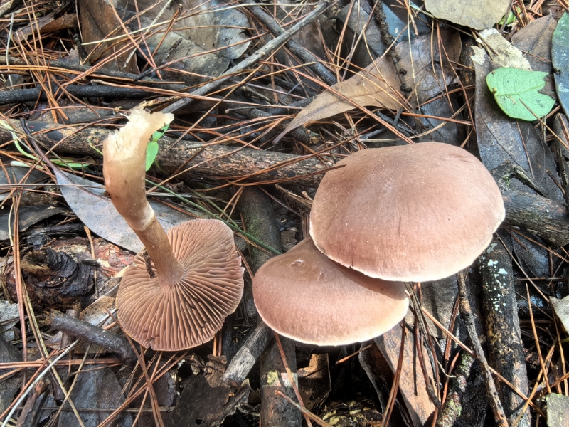 丝膜菌属