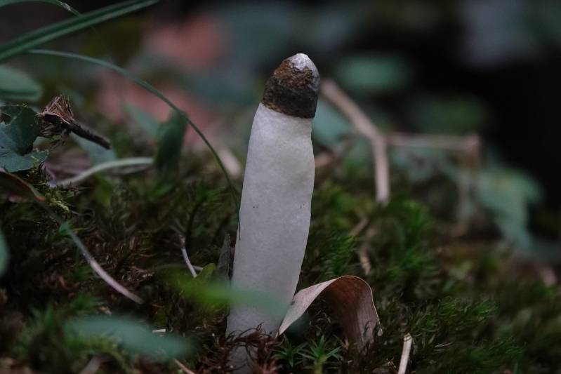 相邻蛇头菌
