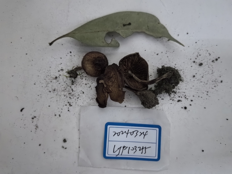 丝膜菌属