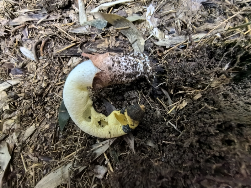 小笠原岛蛇头菌