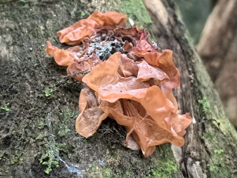 褐银耳属一种