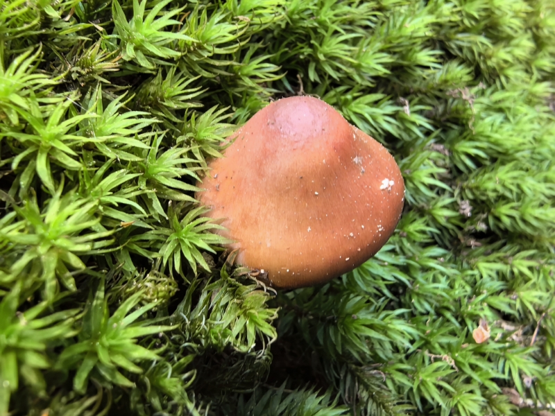 丝膜菌属