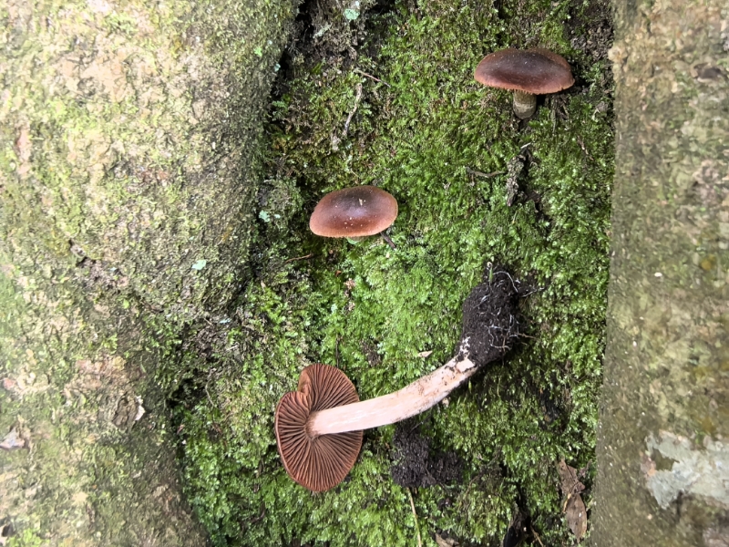 丝膜菌科