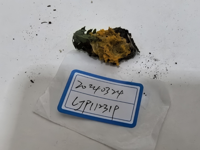 黄白银耳