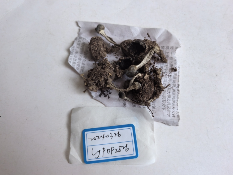 弯颈霉