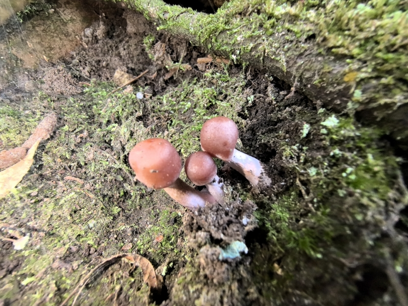 斑丝膜菌