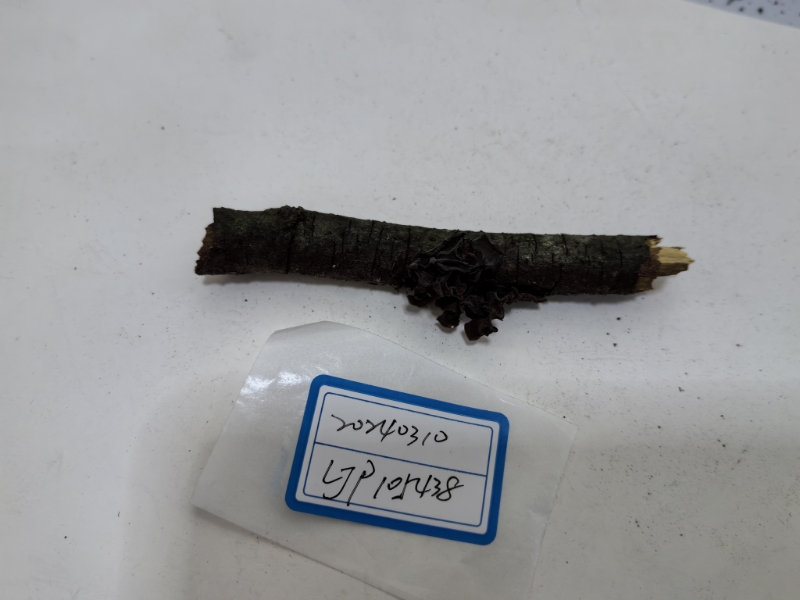暗褐银耳属一种