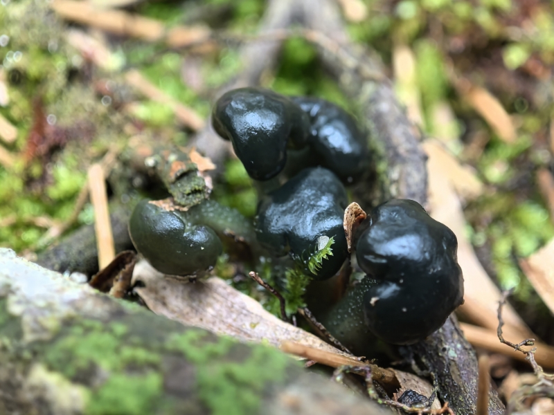 黑绿锤舌菌