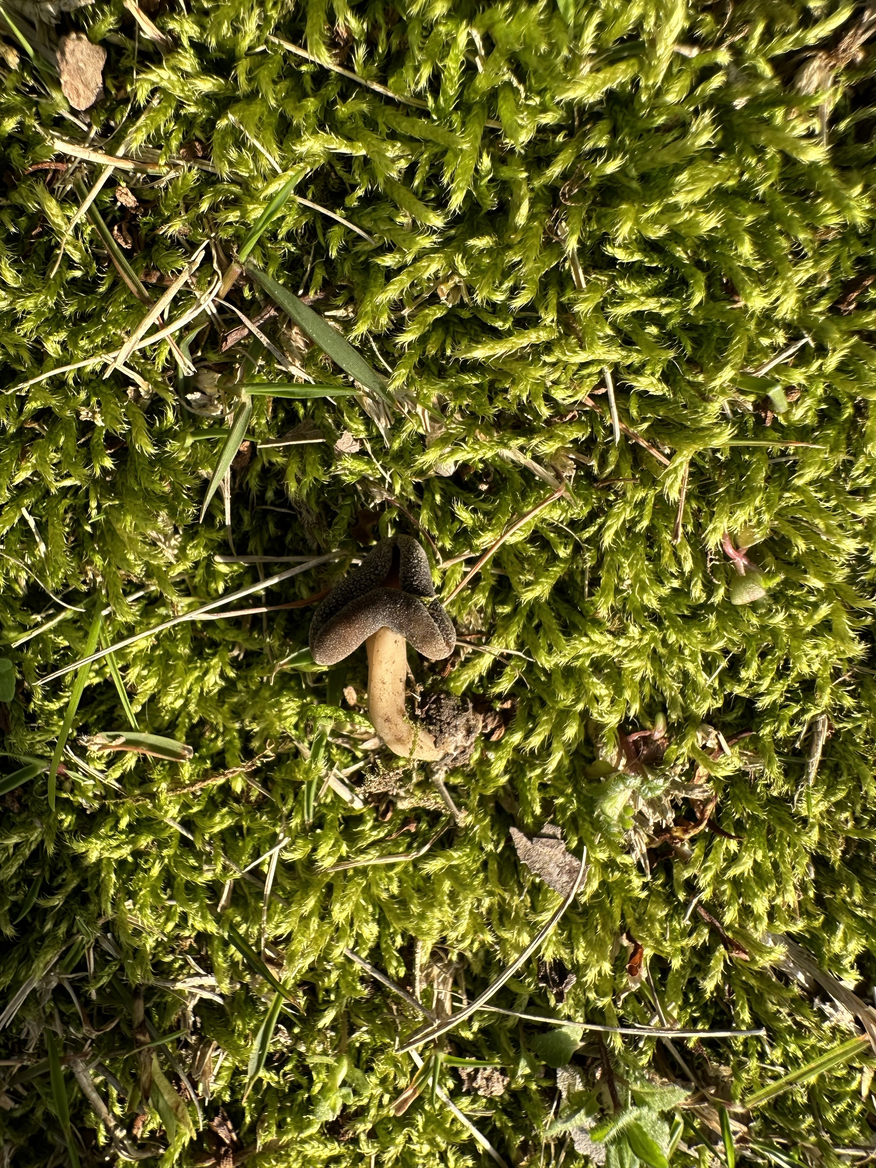 短平盘菌