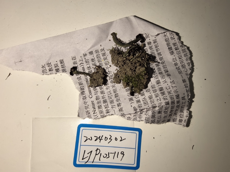 黑绿锤舌菌