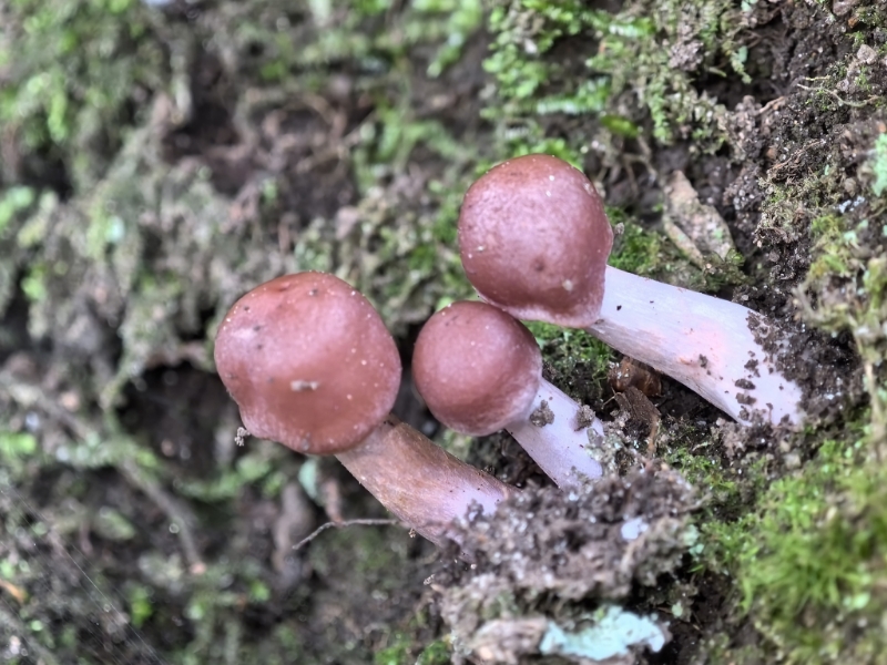 斑丝膜菌