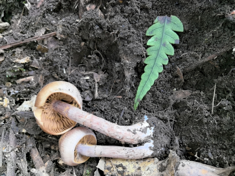 斑丝膜菌