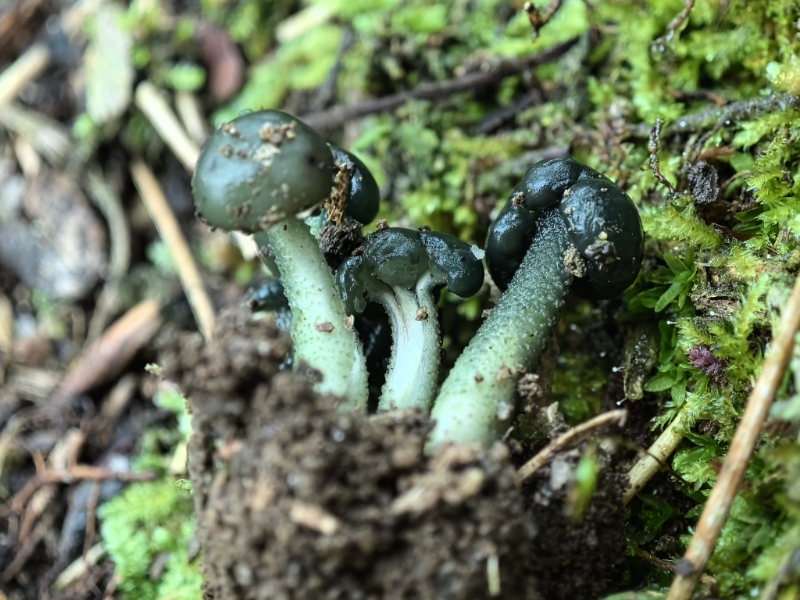 黑绿锤舌菌