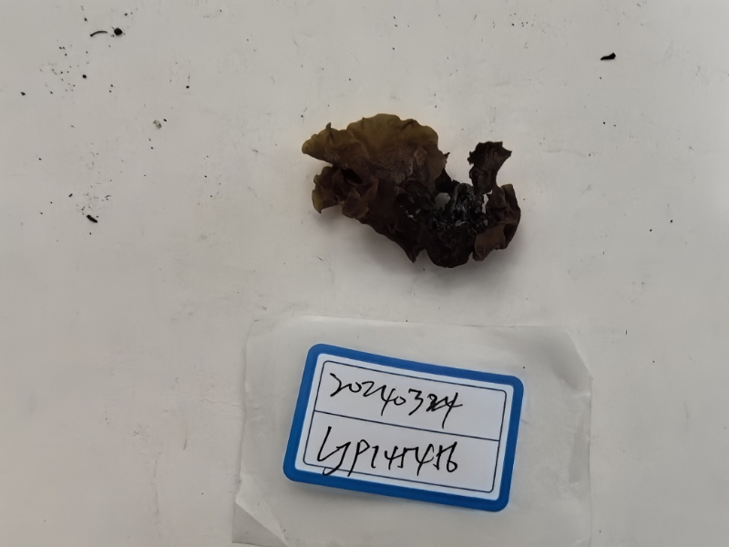 褐银耳属一种