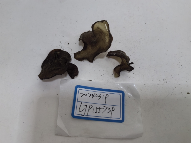 短毛木耳