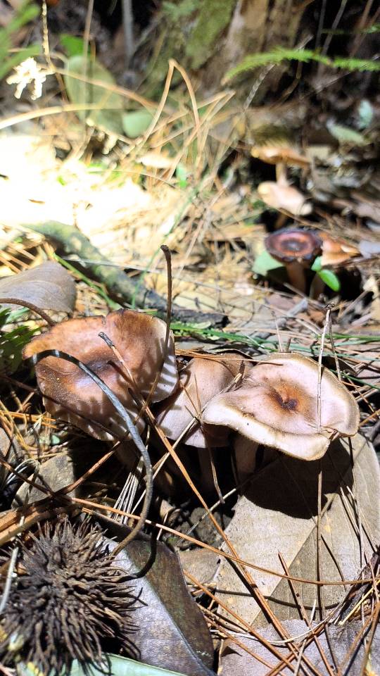 丝膜菌属