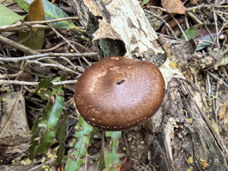 香菇