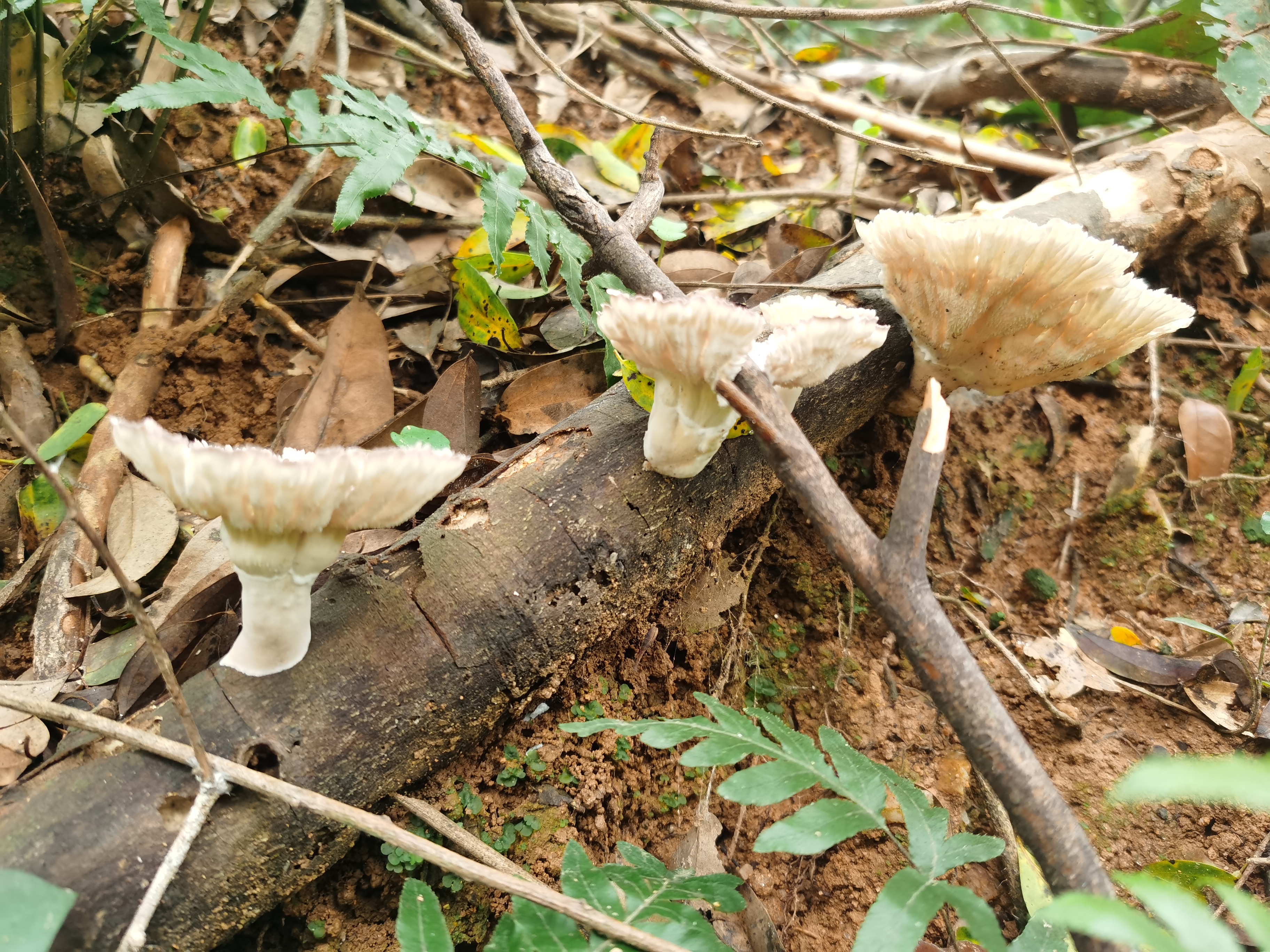 多疣波边革菌