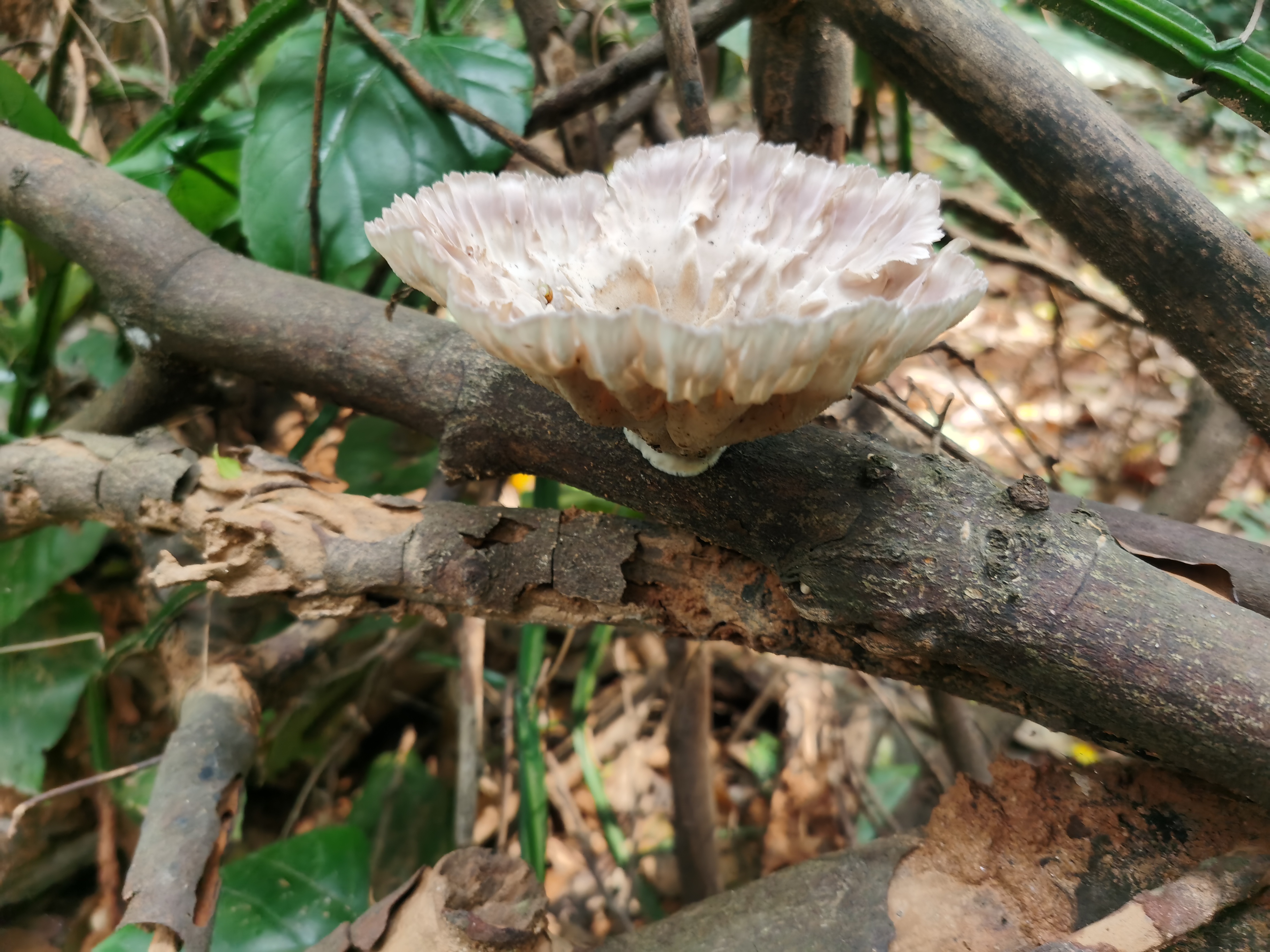 多疣波边革菌