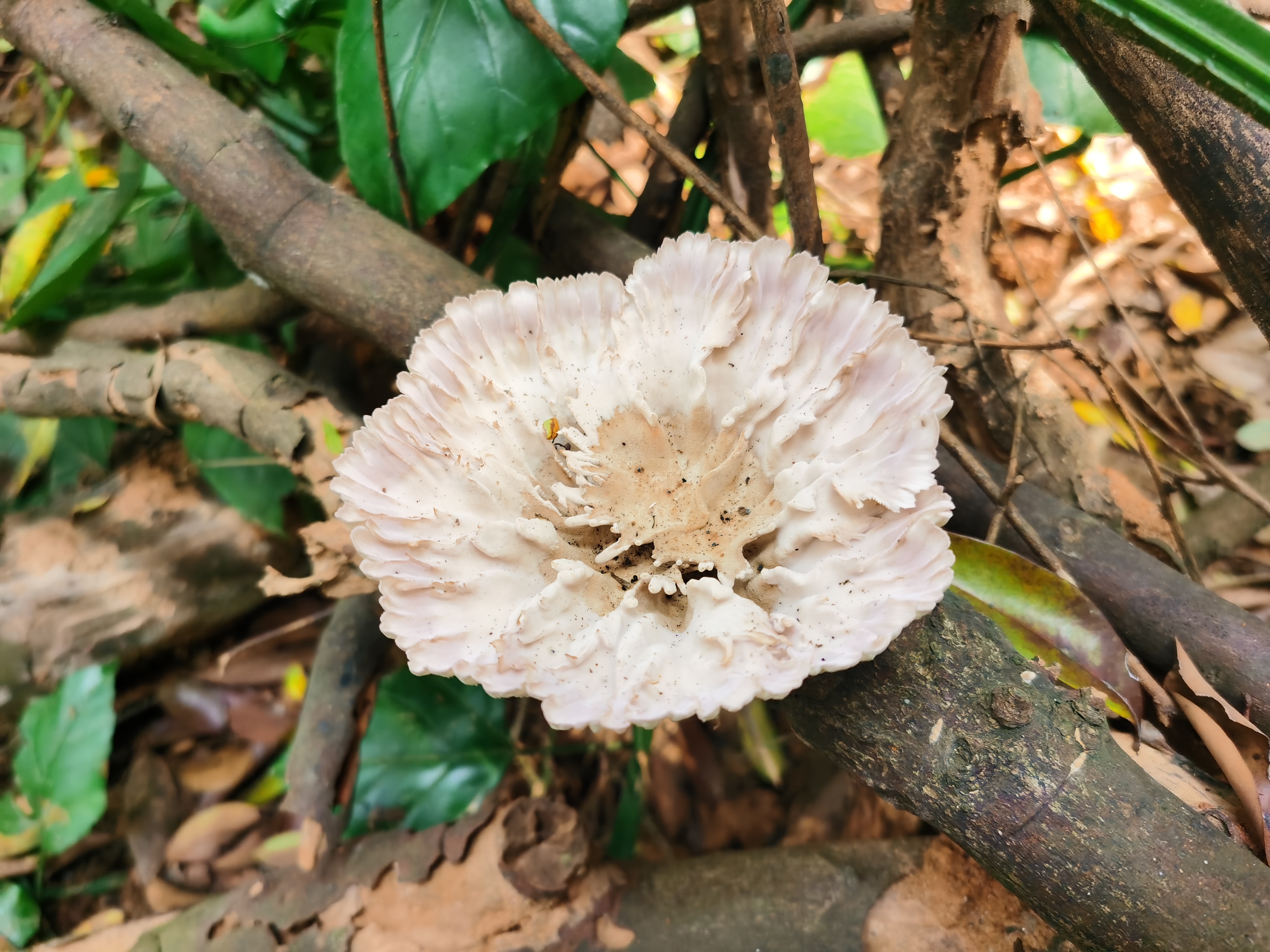 多疣波边革菌