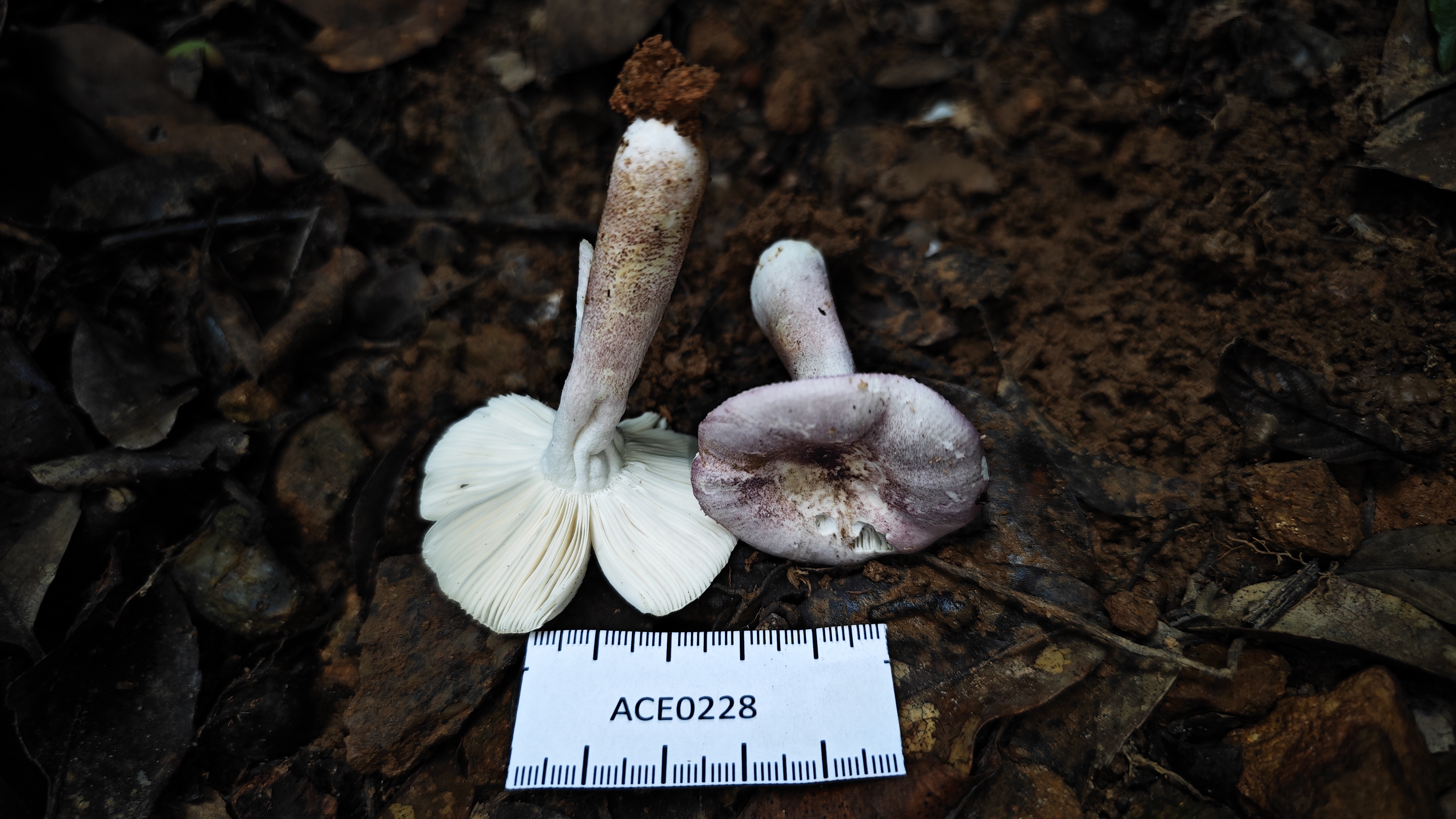 紫疣红菇