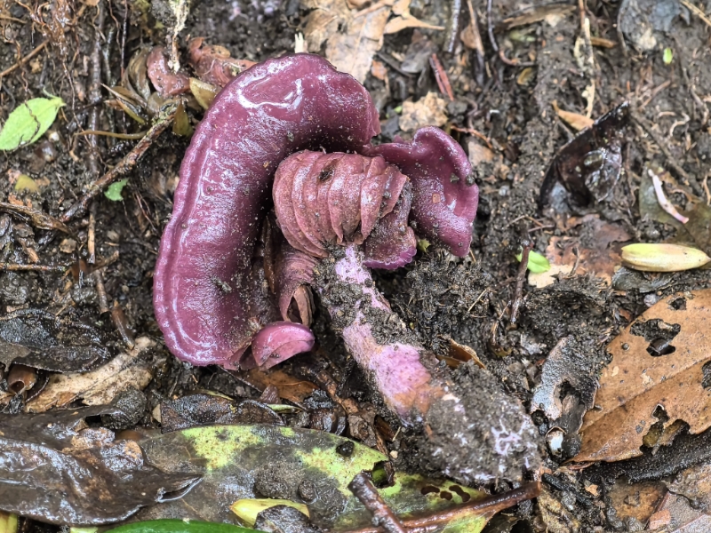 丝膜菌科