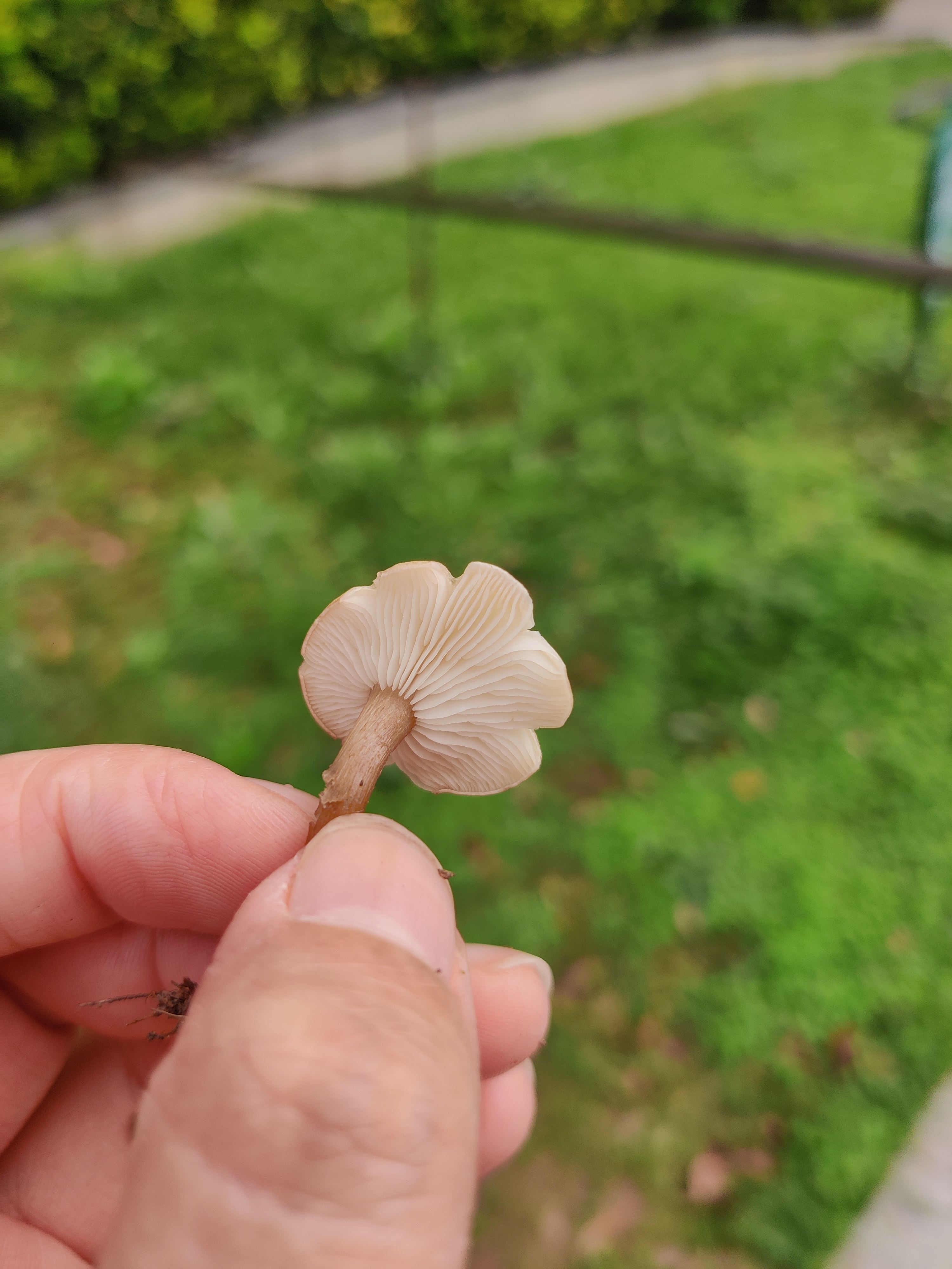 标本照片