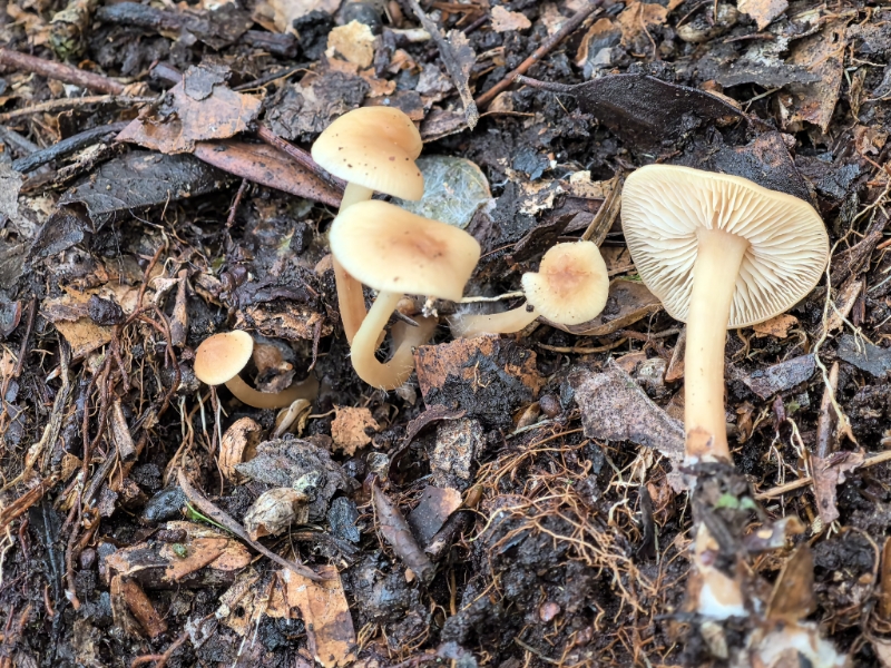 Gymnopus sp.