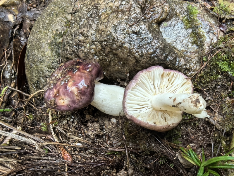 红菇属