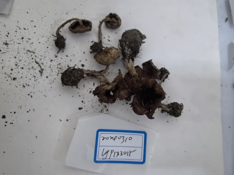 丝膜菌科