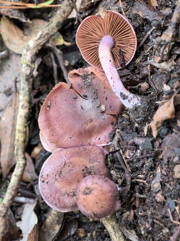 丝膜菌科