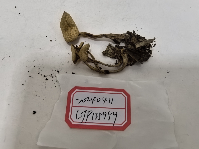 Gymnopus sp.