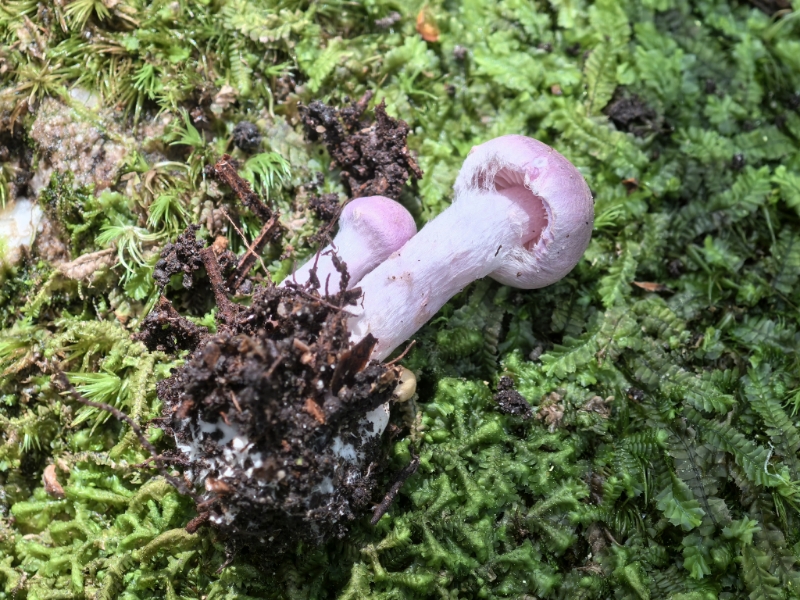 丝膜菌属