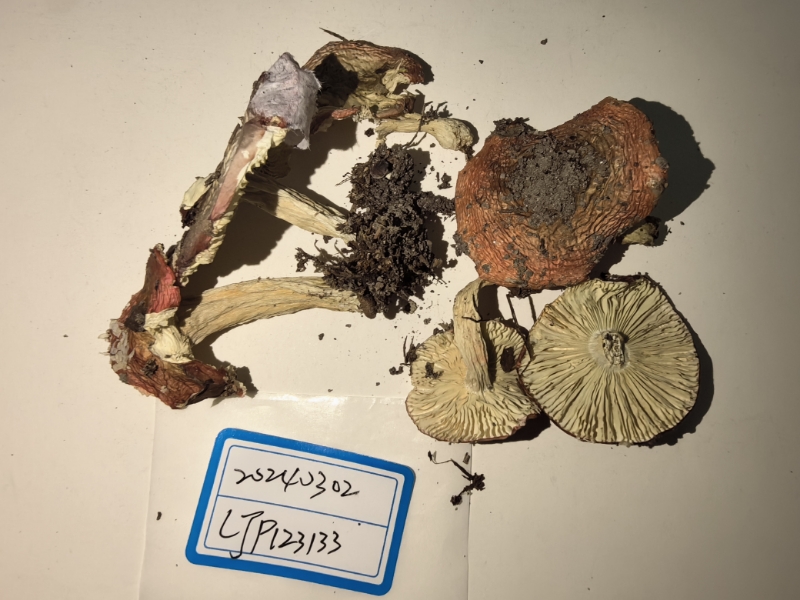 红菇属