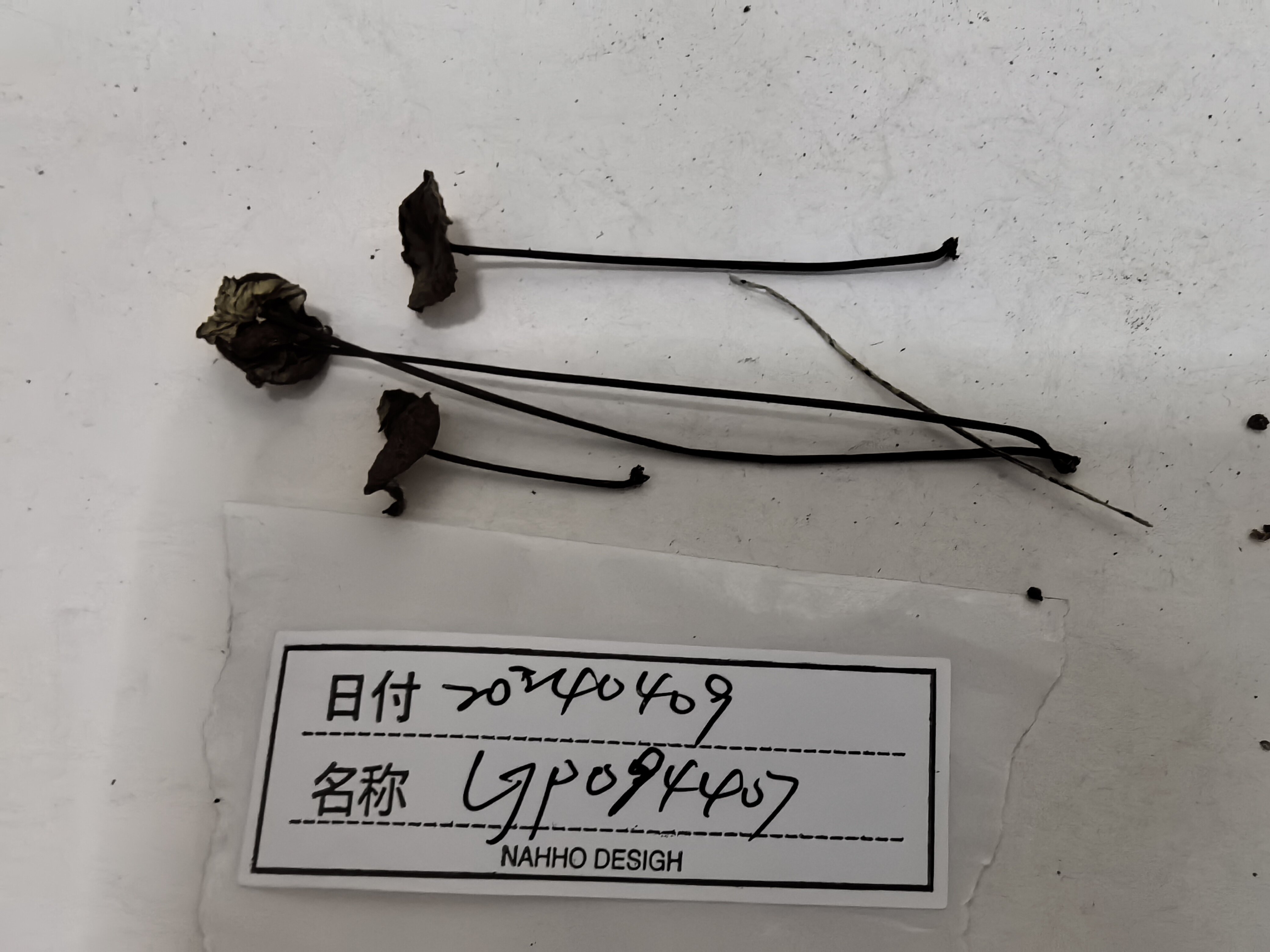 细皮伞一种