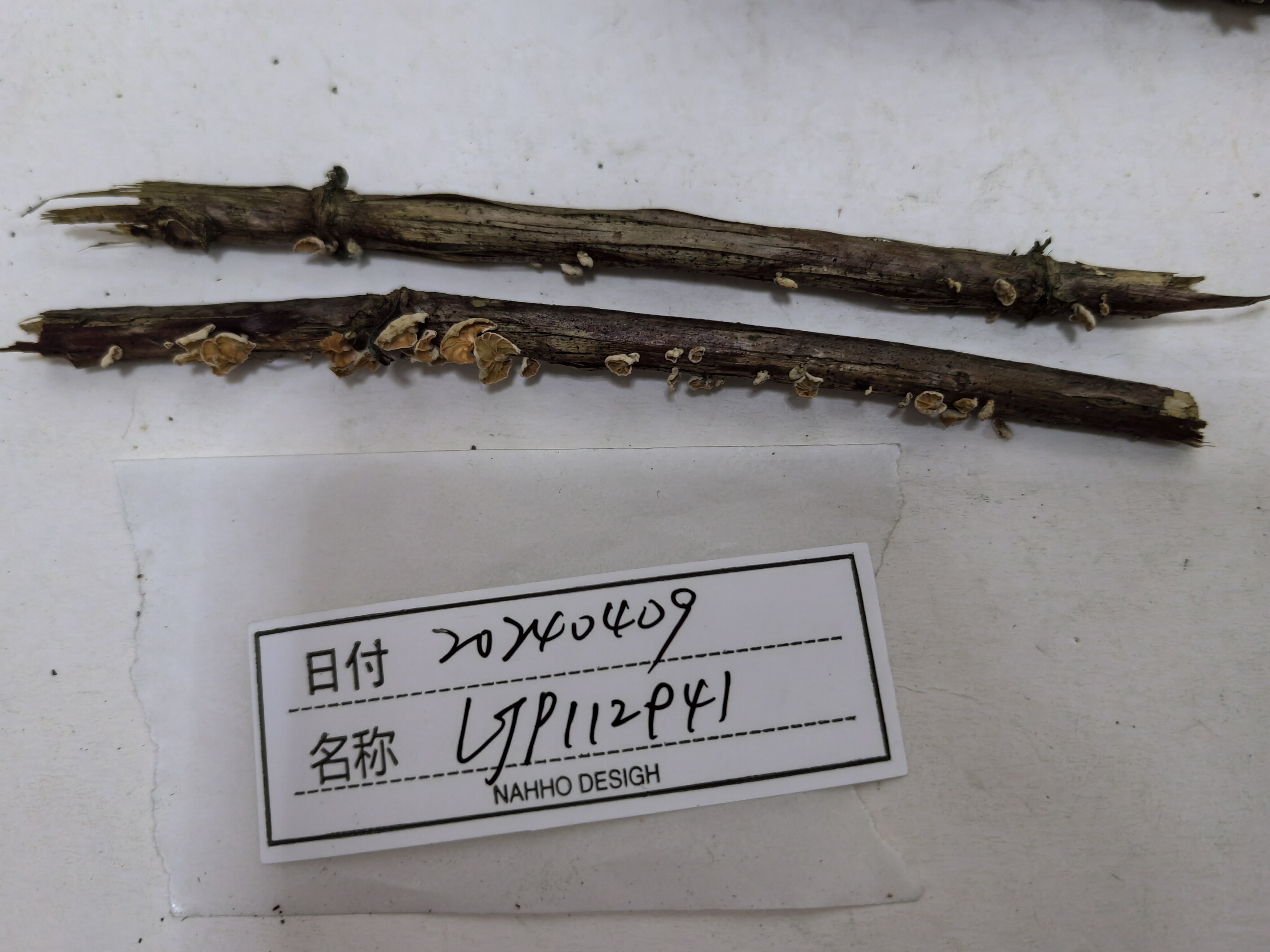 角孢伞一种