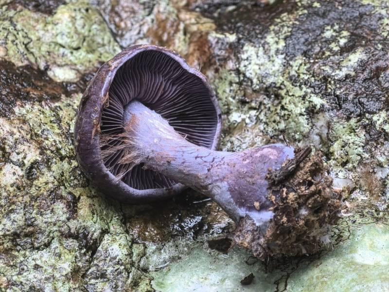 黏盖丝膜菌属