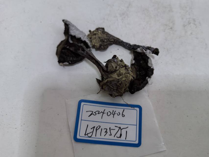 黏盖丝膜菌属