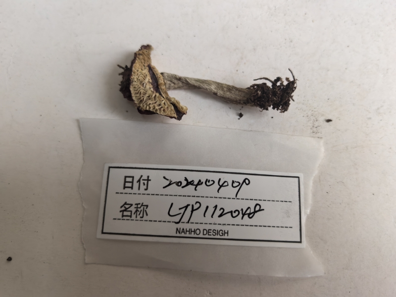 红菇属