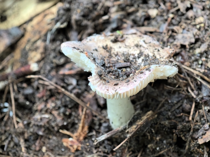 红菇属