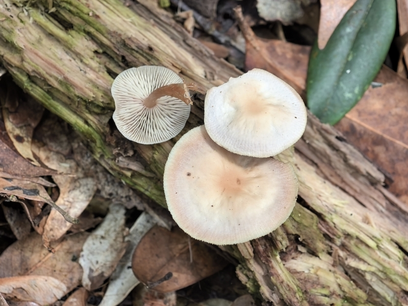 Gymnopus sp.