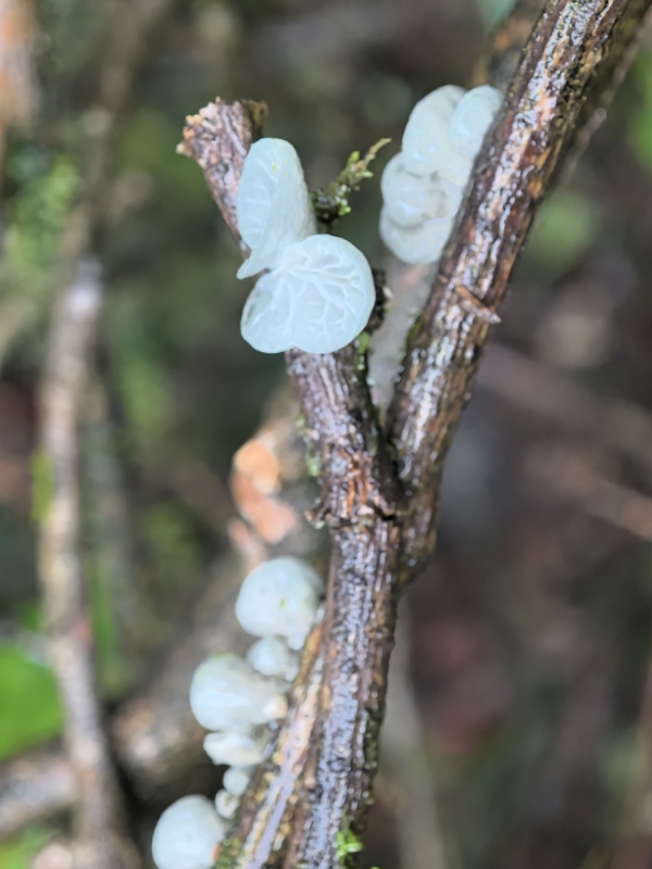Campanella sp.