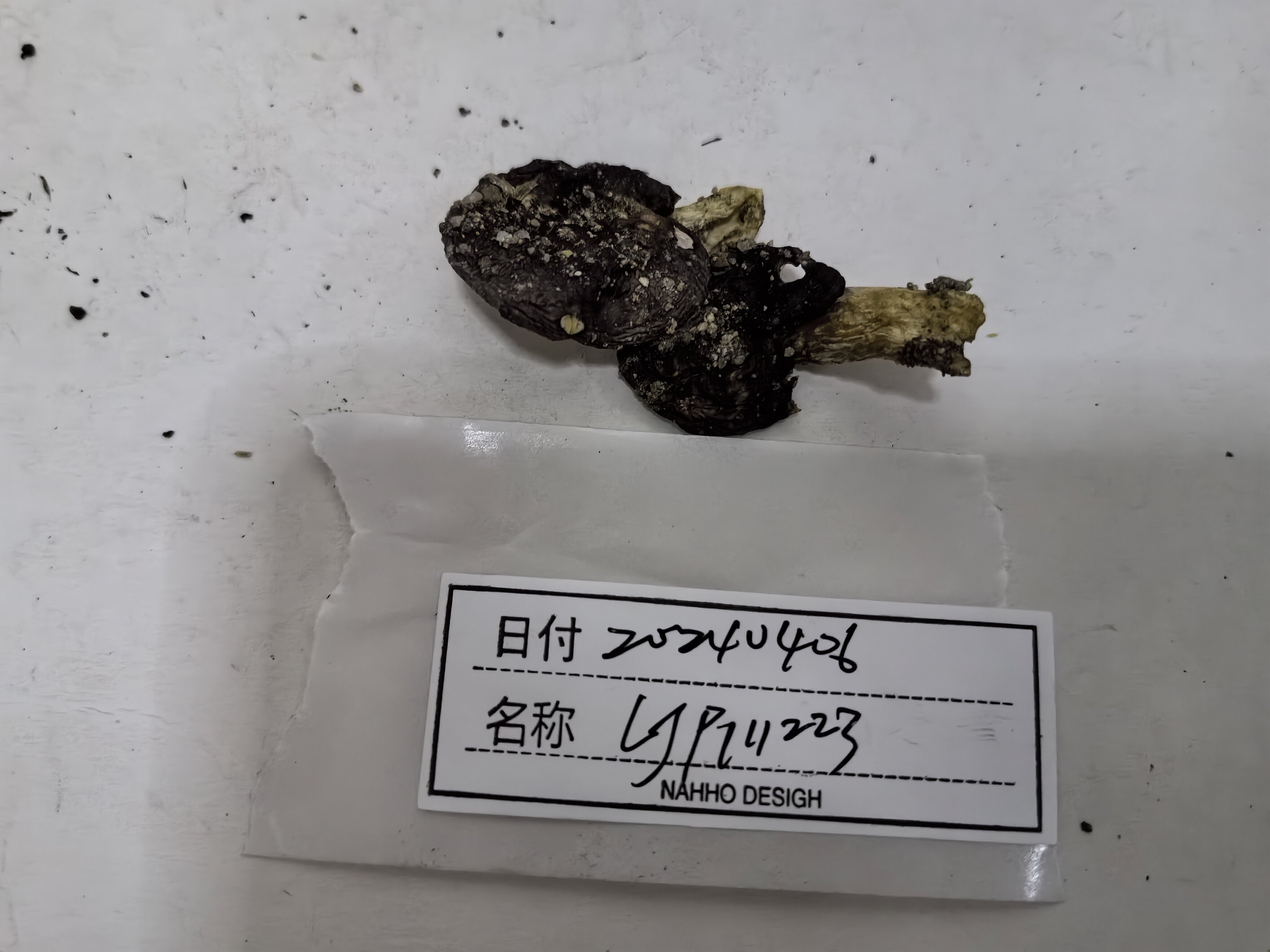 红菇属