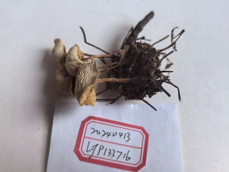 裸脚伞一种