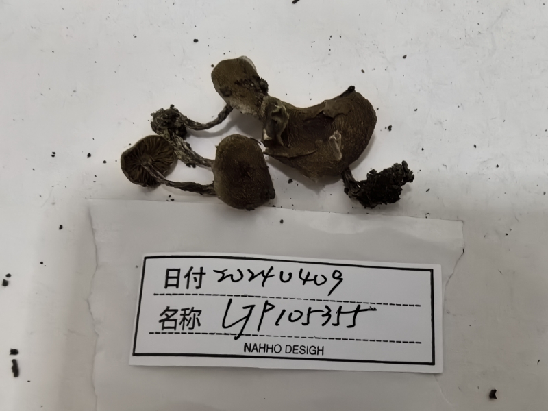 弯柄丝膜菌
