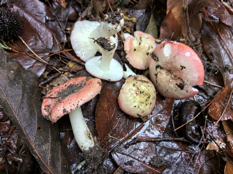 红菇属