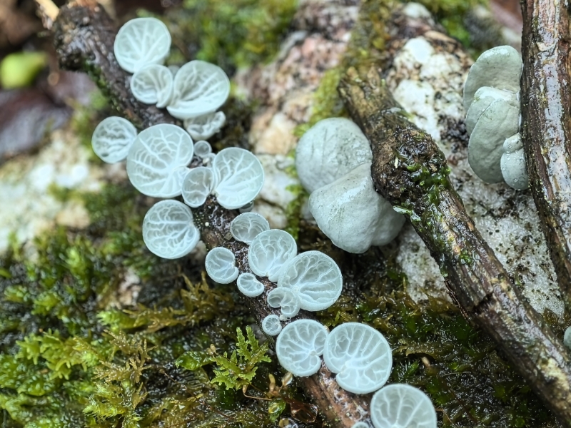 Campanella sp.