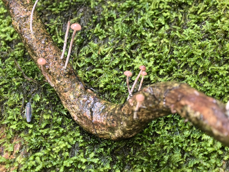 标本照片