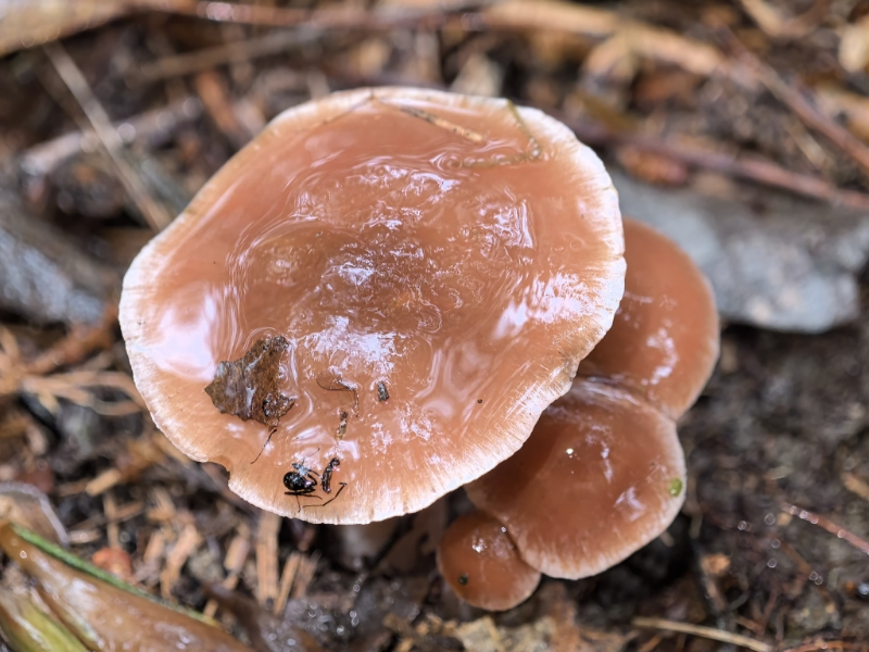 弯柄丝膜菌
